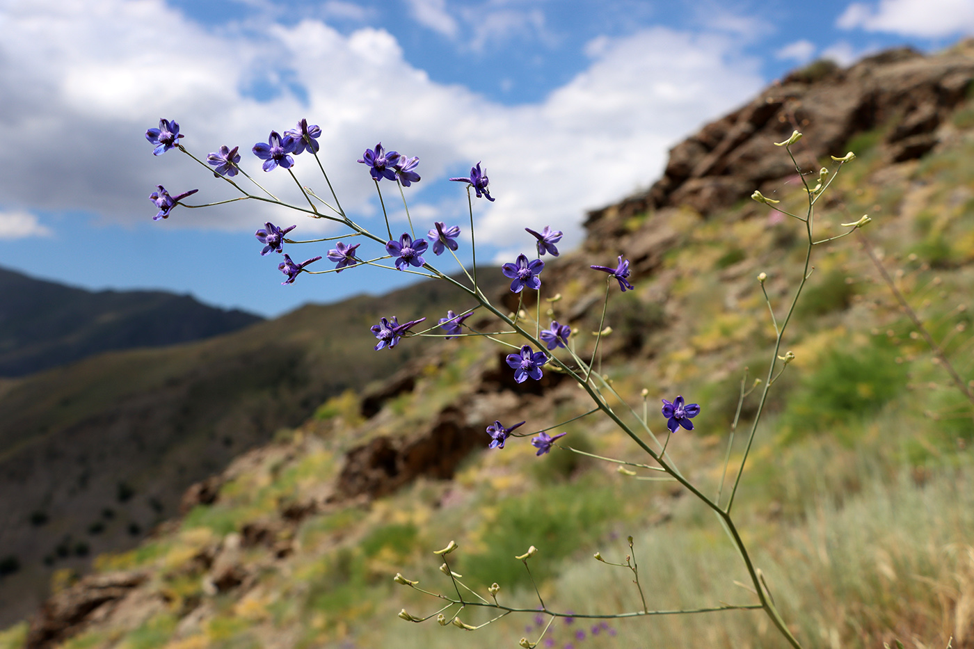 Image of Delphinium longipedunculatum specimen.