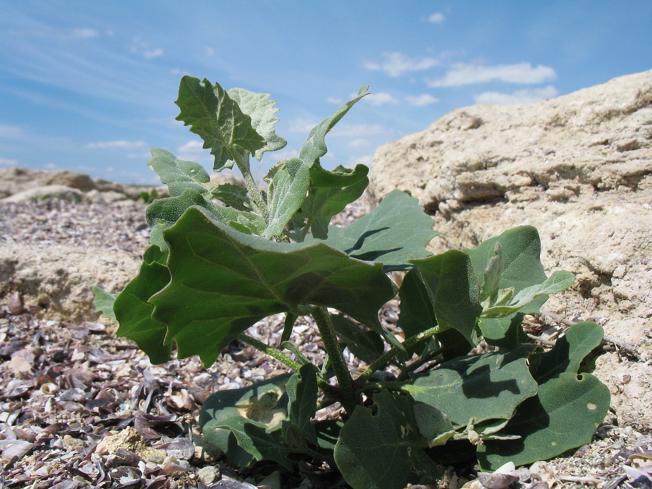 Image of familia Chenopodiaceae specimen.