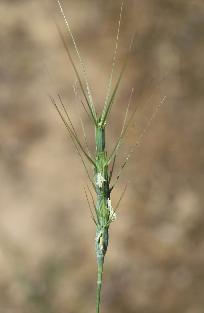 Image of Aegilops triuncialis specimen.