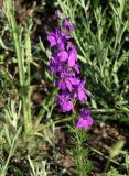 Delphinium ajacis. Соцветие. Крым, Ленинский р-н, окр. с. Курортное, степь. 12.06.2021.