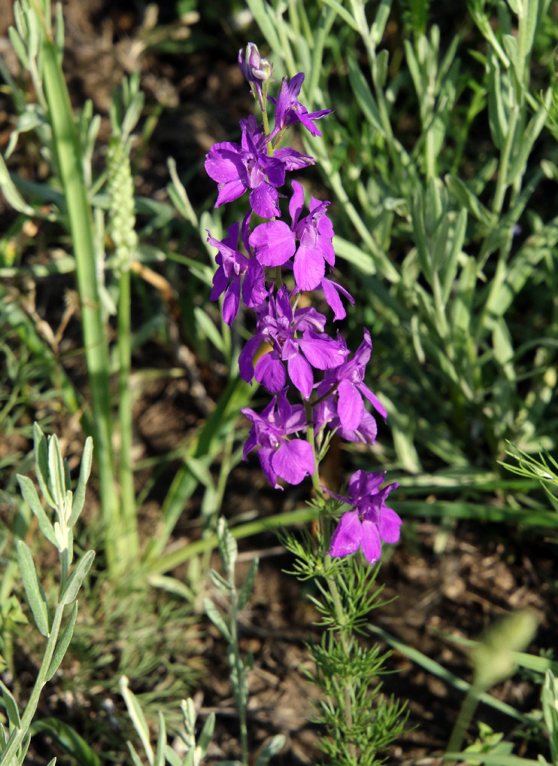 Image of Delphinium ajacis specimen.