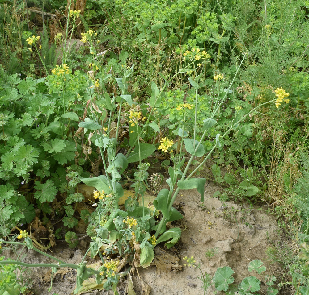 Изображение особи Brassica campestris.