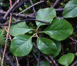 Orthilia secunda