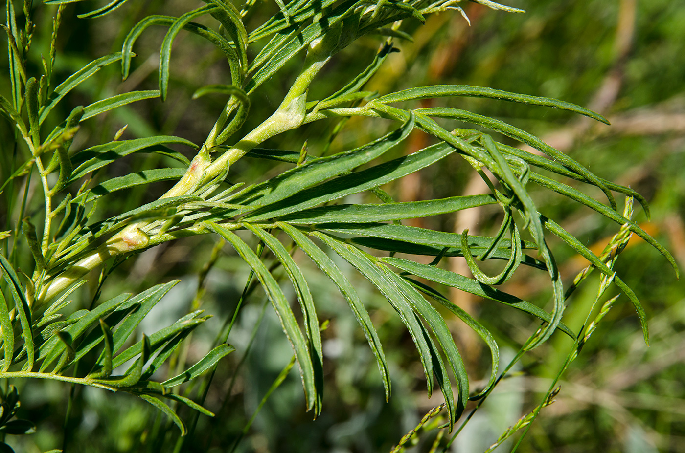 Изображение особи Astragalus oropolitanus.