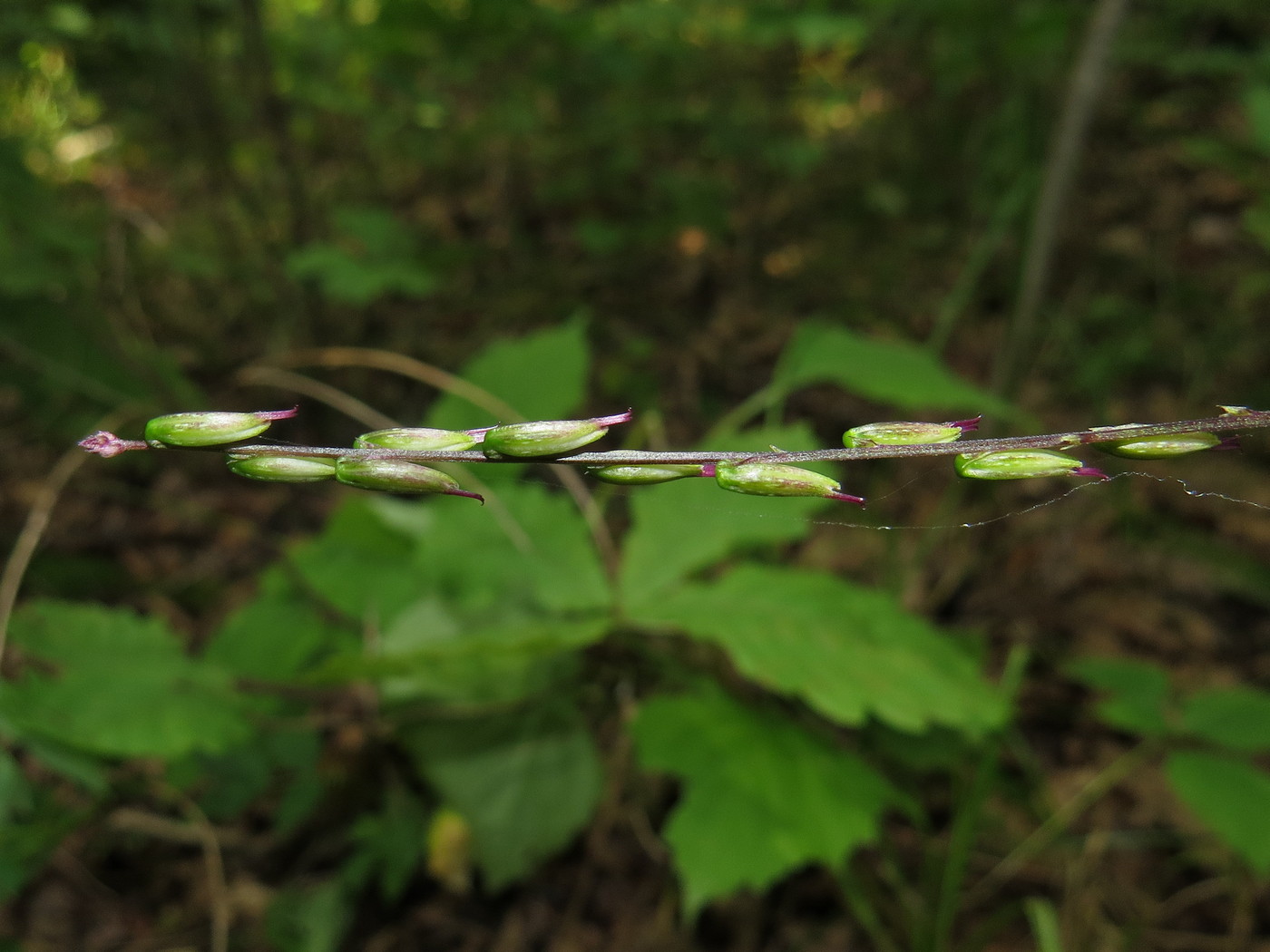 Image of Phryma asiatica specimen.