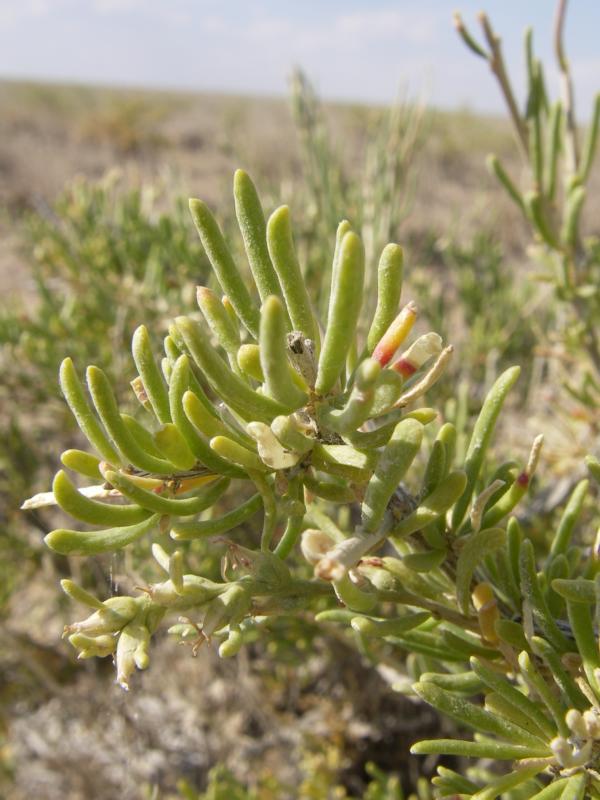 Image of Salsola arbusculiformis specimen.