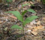 Смотреть изображение Epipactis helleborine