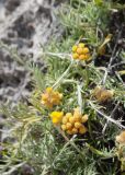 View full-size image Helichrysum stoechas subspecies barrelieri