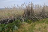 View full-size image Phragmites australis