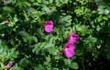 View full-size image Rosa rugosa