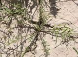 Erucaria microcarpa. Молодое растение. Израиль, каменистая пустыня на склонах к Мёртвому морю. 22.02.2011.
