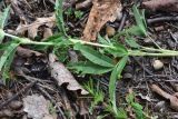 View full-size image Trifolium alpestre