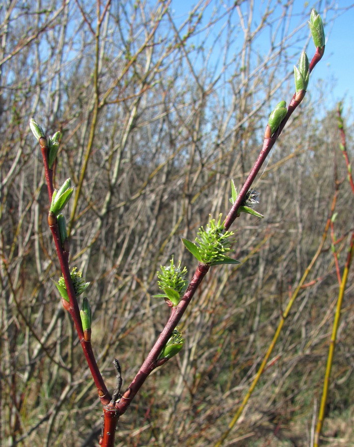 Image of Salix phylicifolia specimen.