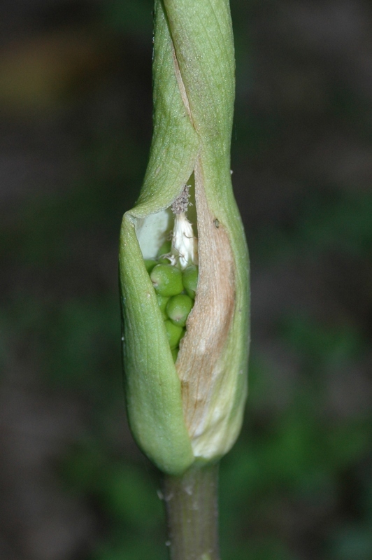 Image of Arum korolkowii specimen.