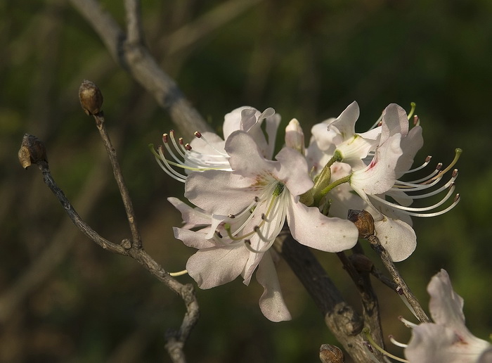 Image of Rhododendron vaseyi specimen.