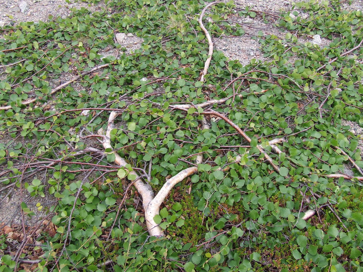 Image of Betula &times; kusmisscheffii specimen.