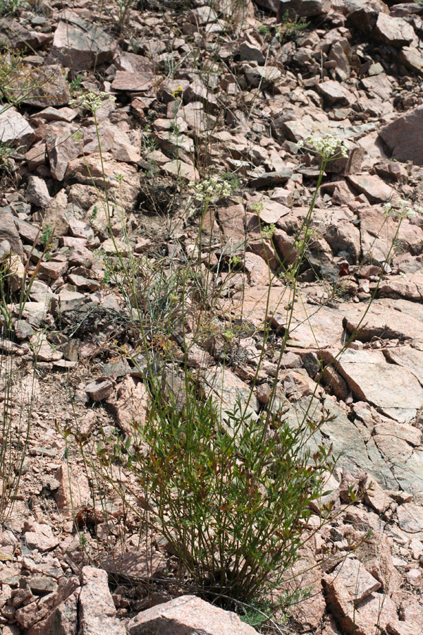 Image of Sphaenolobium tianschanicum specimen.