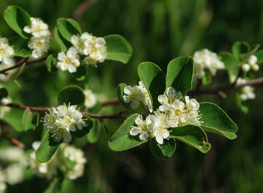 Изображение особи род Cotoneaster.