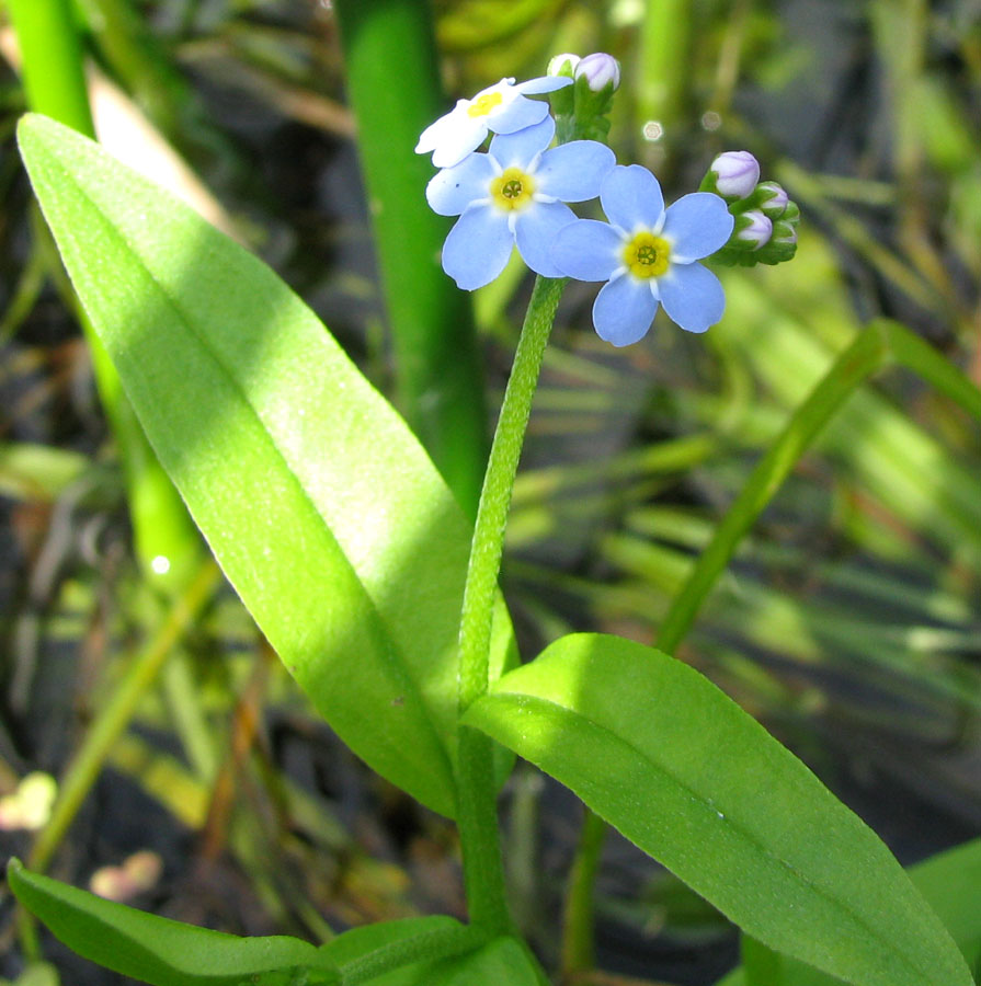 Изображение особи Myosotis palustris.