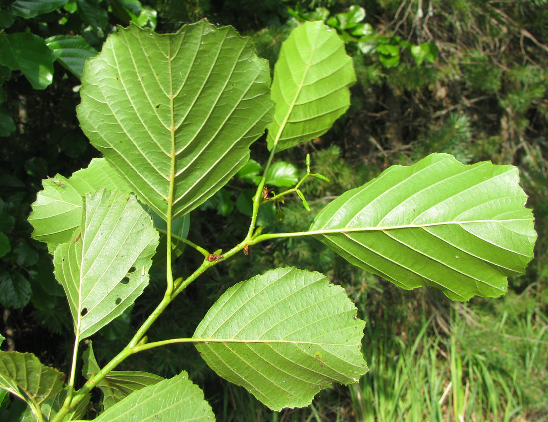 Изображение особи Alnus glutinosa.