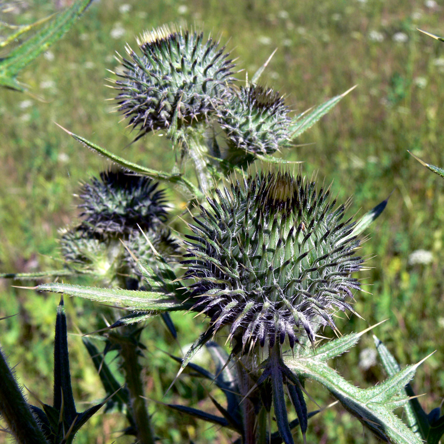 Image of Cirsium vulgare specimen.