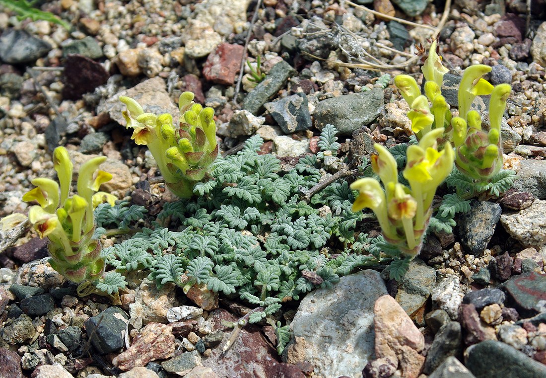 Image of Scutellaria przewalskii specimen.