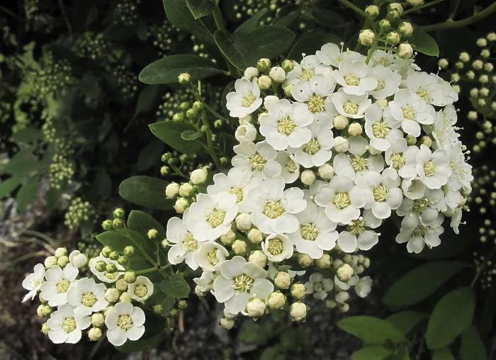 Image of Spiraea &times; vanhouttei specimen.