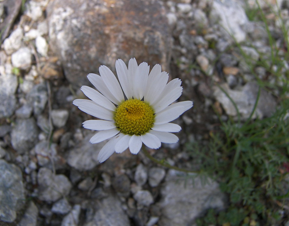 Image of Anthemis iberica specimen.