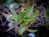 Plantago sarcophylla. Верхушка цветущего растения. Израиль, Шарон, г. Герцлия, высокий берег Средиземного моря. 24.02.2009.