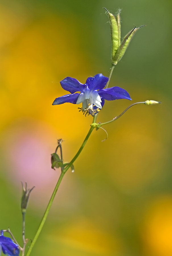 Изображение особи Aquilegia parviflora.