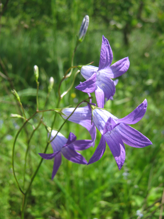 Image of Campanula patula specimen.