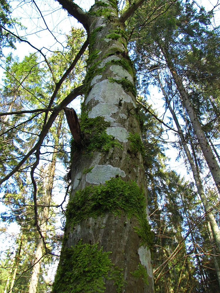 Изображение особи Carpinus betulus.