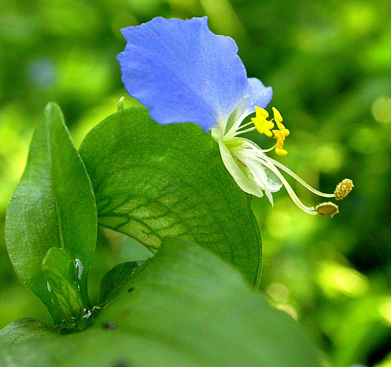 Изображение особи Commelina communis.