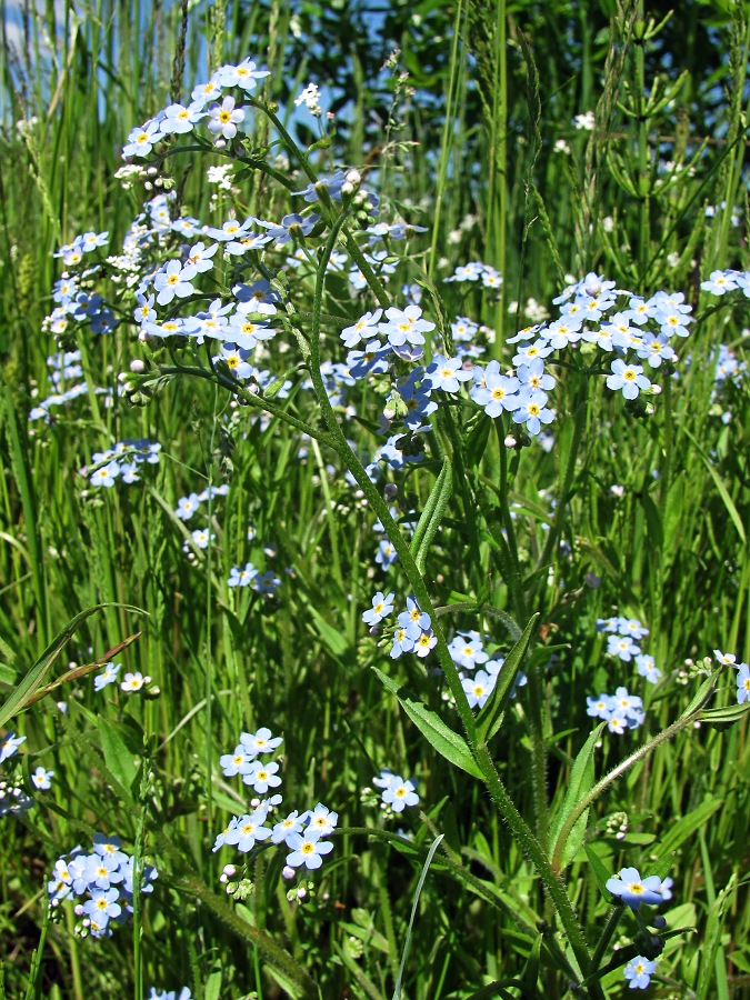 Image of Myosotis palustris specimen.