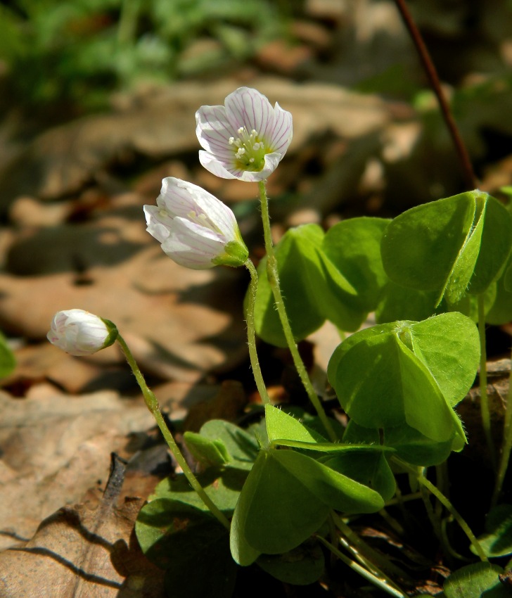 Изображение особи Oxalis acetosella.