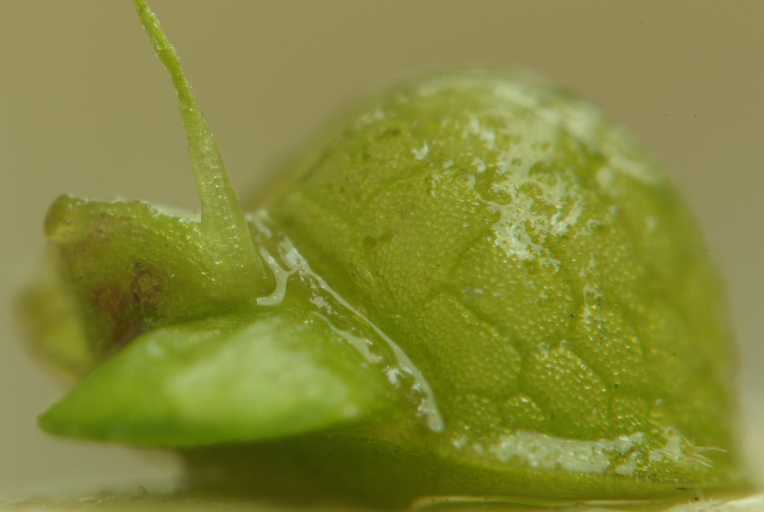 Image of Lemna gibba specimen.