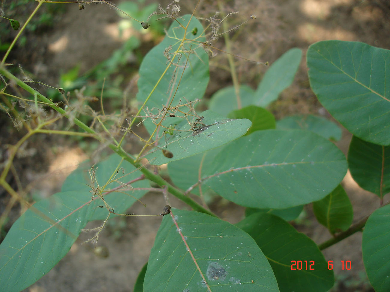 Image of Cotinus coggygria specimen.