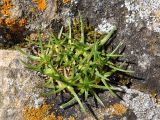 Gypsophila tenuifolia