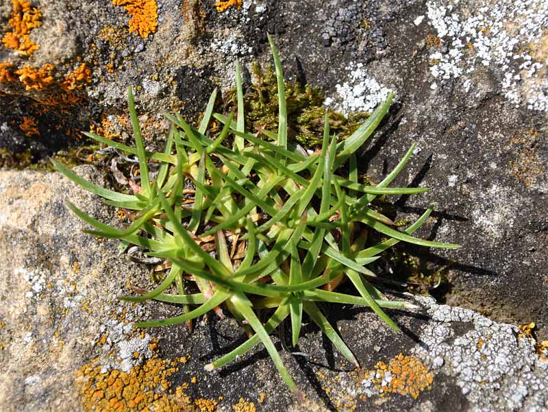 Image of Gypsophila tenuifolia specimen.