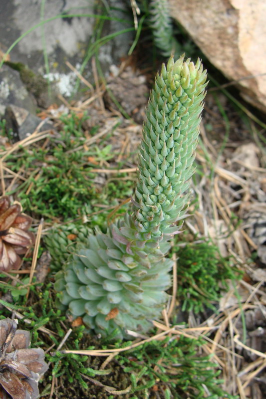 Изображение особи Orostachys spinosa.