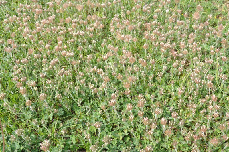 Image of Trifolium stellatum specimen.