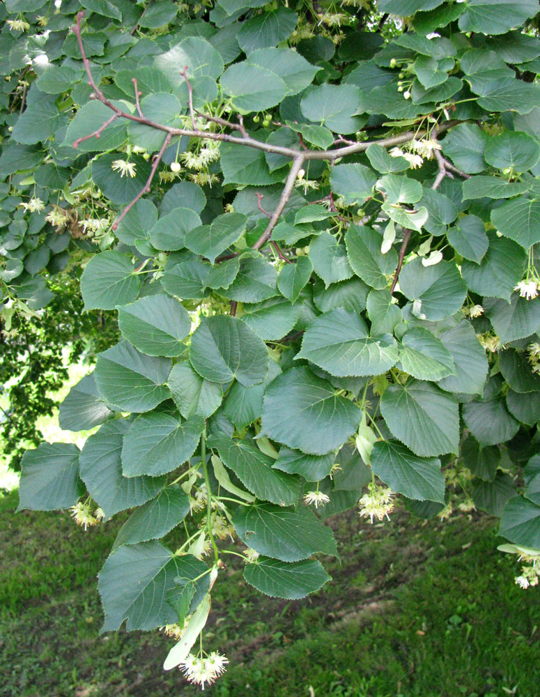 Image of Tilia cordifolia specimen.