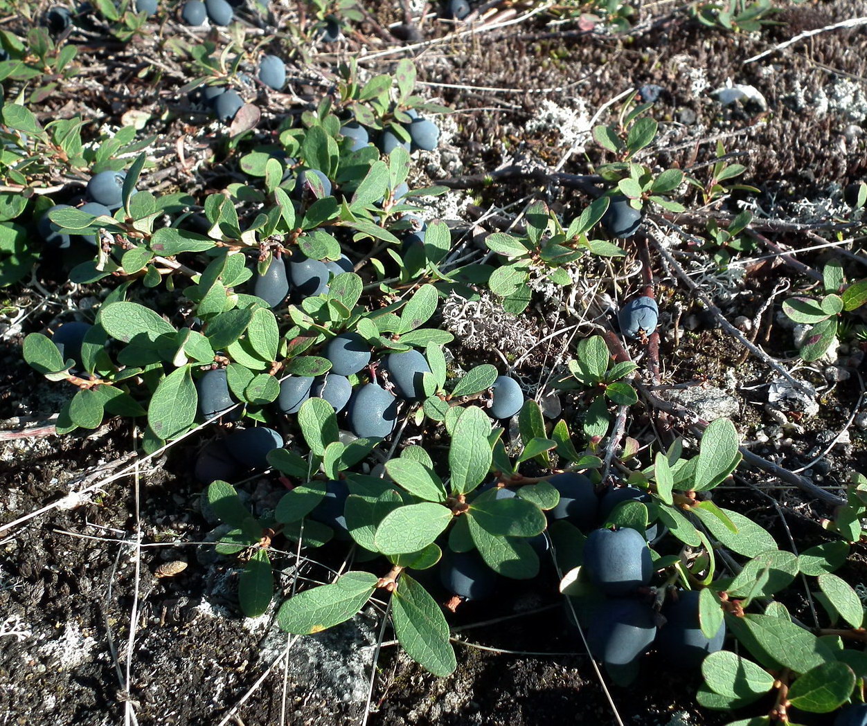 Изображение особи Vaccinium uliginosum ssp. microphyllum.