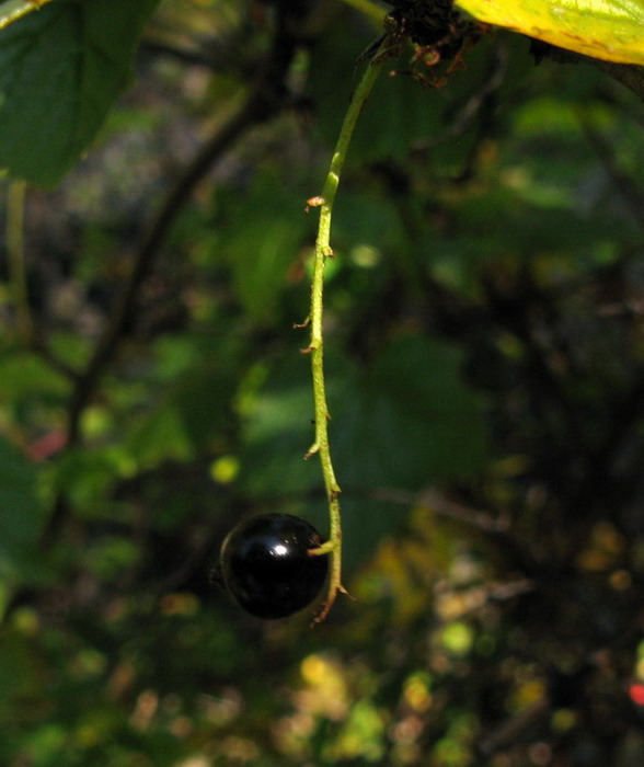 Image of Ribes altissimum specimen.