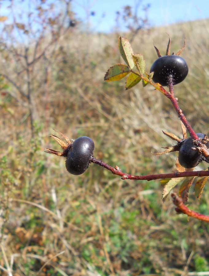 Image of Rosa spinosissima specimen.