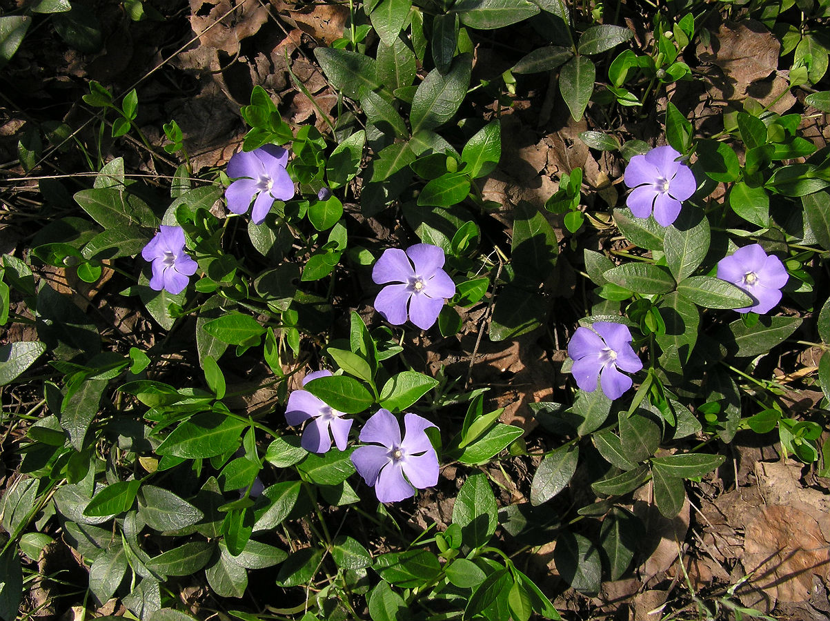 Image of Vinca minor specimen.