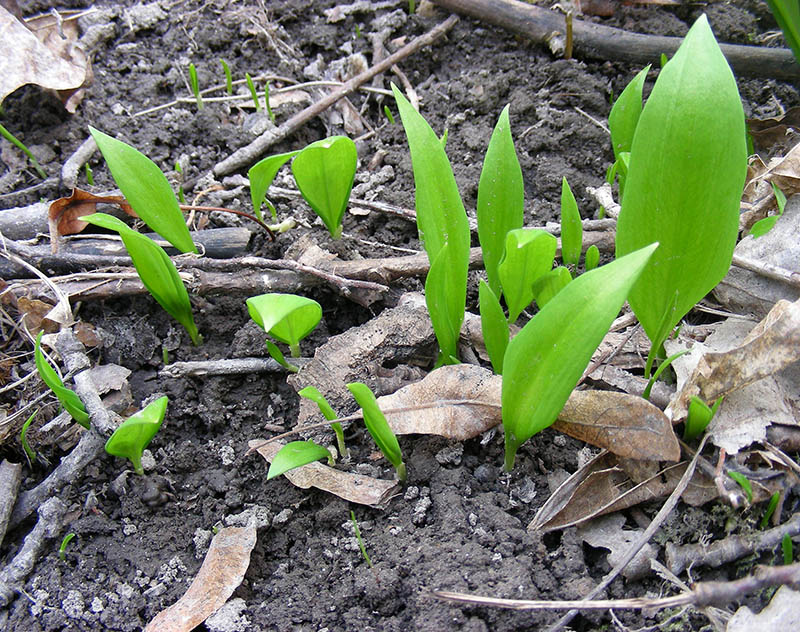 Изображение особи Allium ursinum.