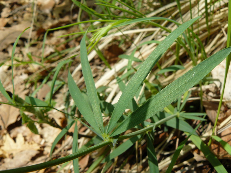 Image of Lathyrus digitatus specimen.