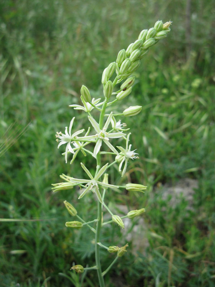 Image of Ornithogalum pyrenaicum specimen.