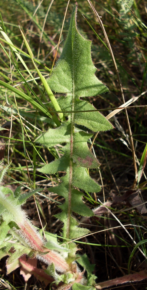 Image of Crepis rhoeadifolia specimen.